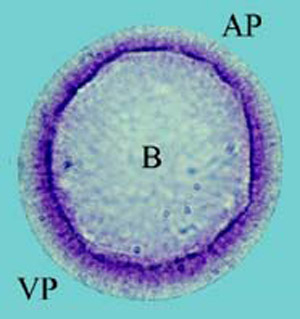 blastula