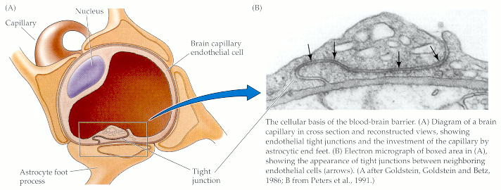 blood-brain barrier