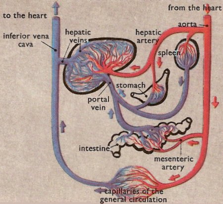 the liver's place in the circulation