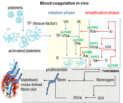 Blood coagulation in vivo