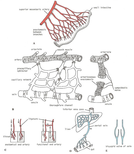 blood vessels and their methods of union
