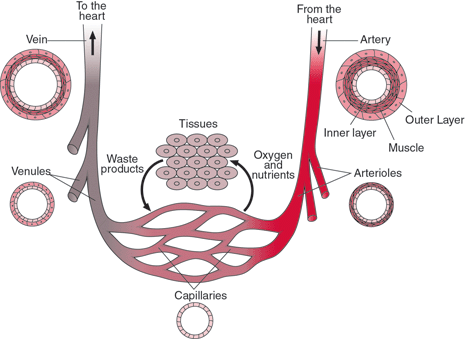 Types of blood vessels