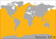 blue whale distribution