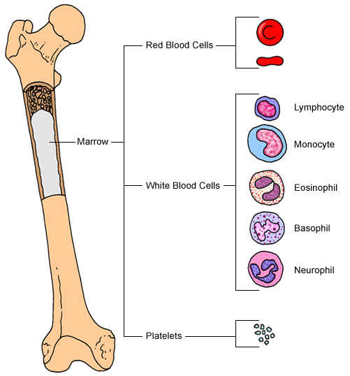 bone marrow