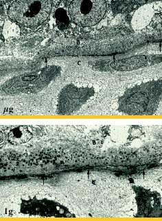 effect of microgravity on quails' bones