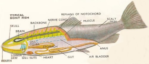 bony fish anatomy