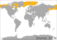 bowhead whale distribution