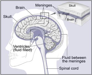 brain and nearby structures