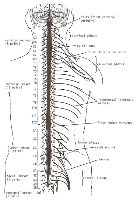 Brain, spinal cord, spinal nerves, and plexuses of limbs