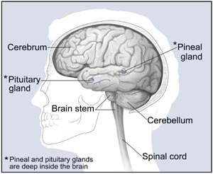 major parts of the brain