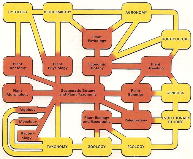 branches of botany and their interrelationships