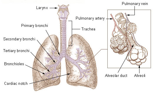 lungs and bronchi