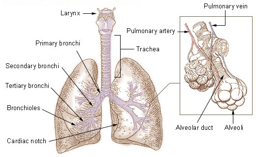 bronchial tree and lungs