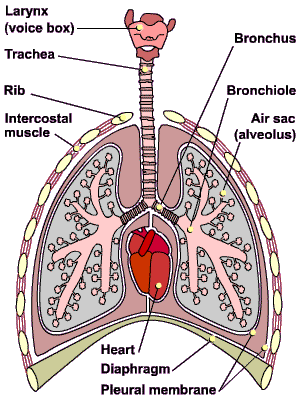 human ventilation system