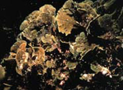 Brown algae