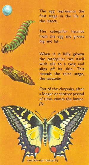 butterfly life history
