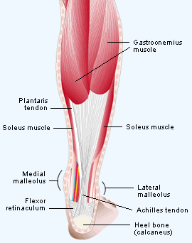 calf muscles