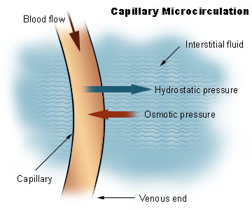 capillary microcirculation