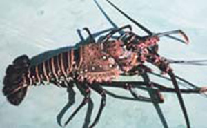 crayfish carapace