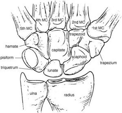 bones of the carpus