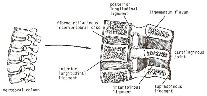 cartilaginous joint
