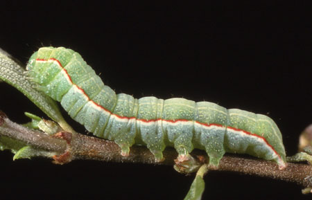 caterpillar