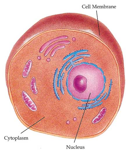 Клетка без цитоплазмы. Цитоплазма клетки. Цитоплазма рисунок. Цитоплазма картинка. Изображение цитоплазмы.