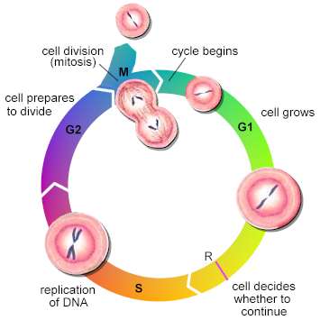 cell cycle