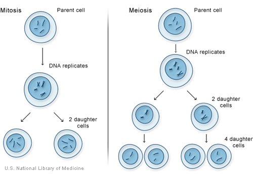 cell division by mitosis and meiosis