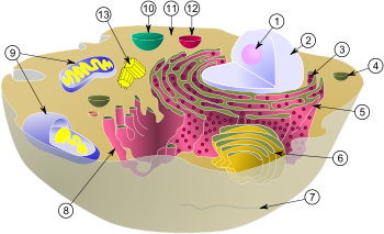 cell nucleus