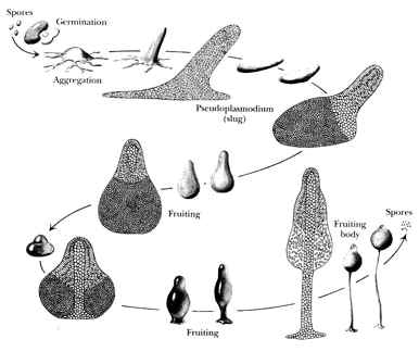 Cellular slime mold life cycle