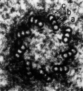 centriole micrograph