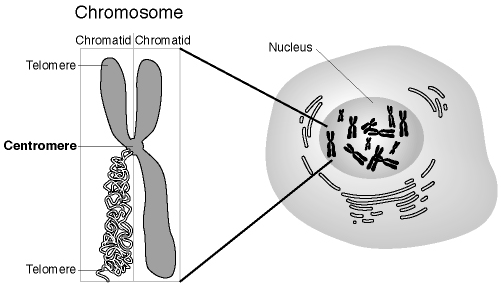 structure of chromosome