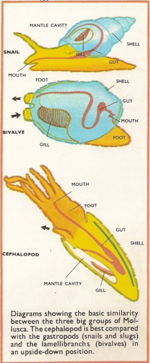 cephalopod compared with other mollusks