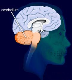 cerebellum