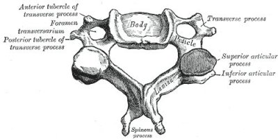 typical cervical vertebra