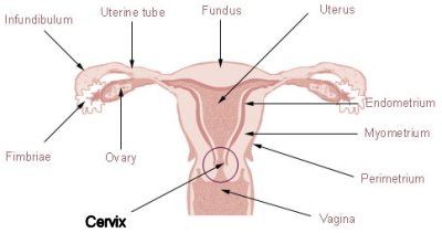 cervix