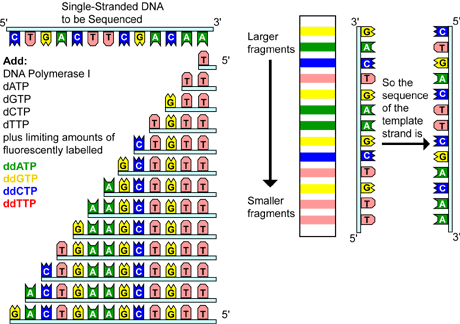 chain termination sequencing