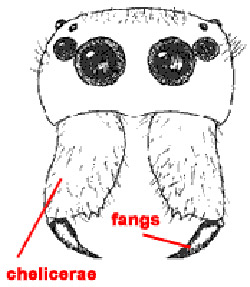 a spider's chelicerae and fangs