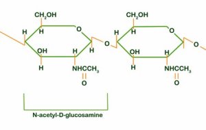 chitin molecule