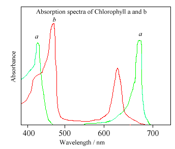 Chlorophyll absorption spectra