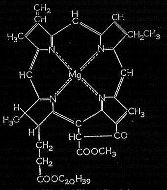 chlorophyll molecule