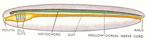 Larva of a sea squirt showing the
basic features of a chordate.