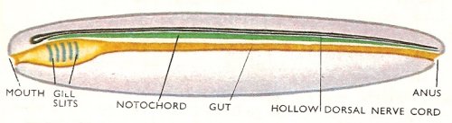 Larva of a sea squirt showing the 
                basic features of a chordate.