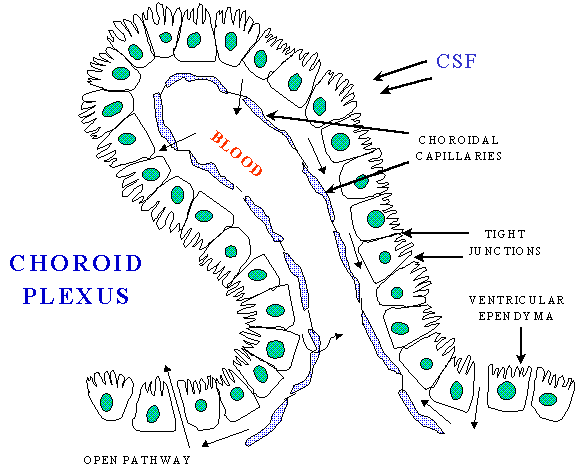 choroid plexus