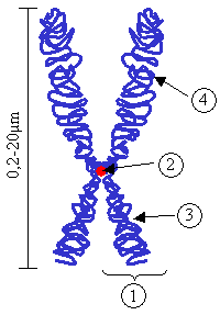 chromosome