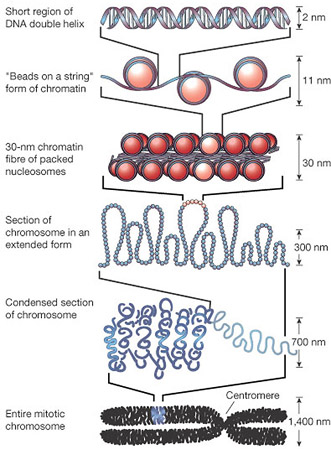 chromatin