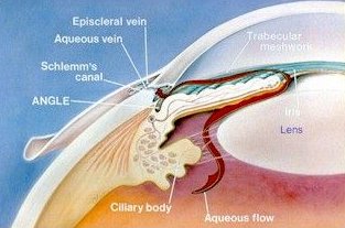 ciliary body