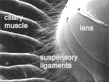 ciliary muscle