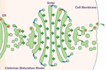 cisternae maturation model